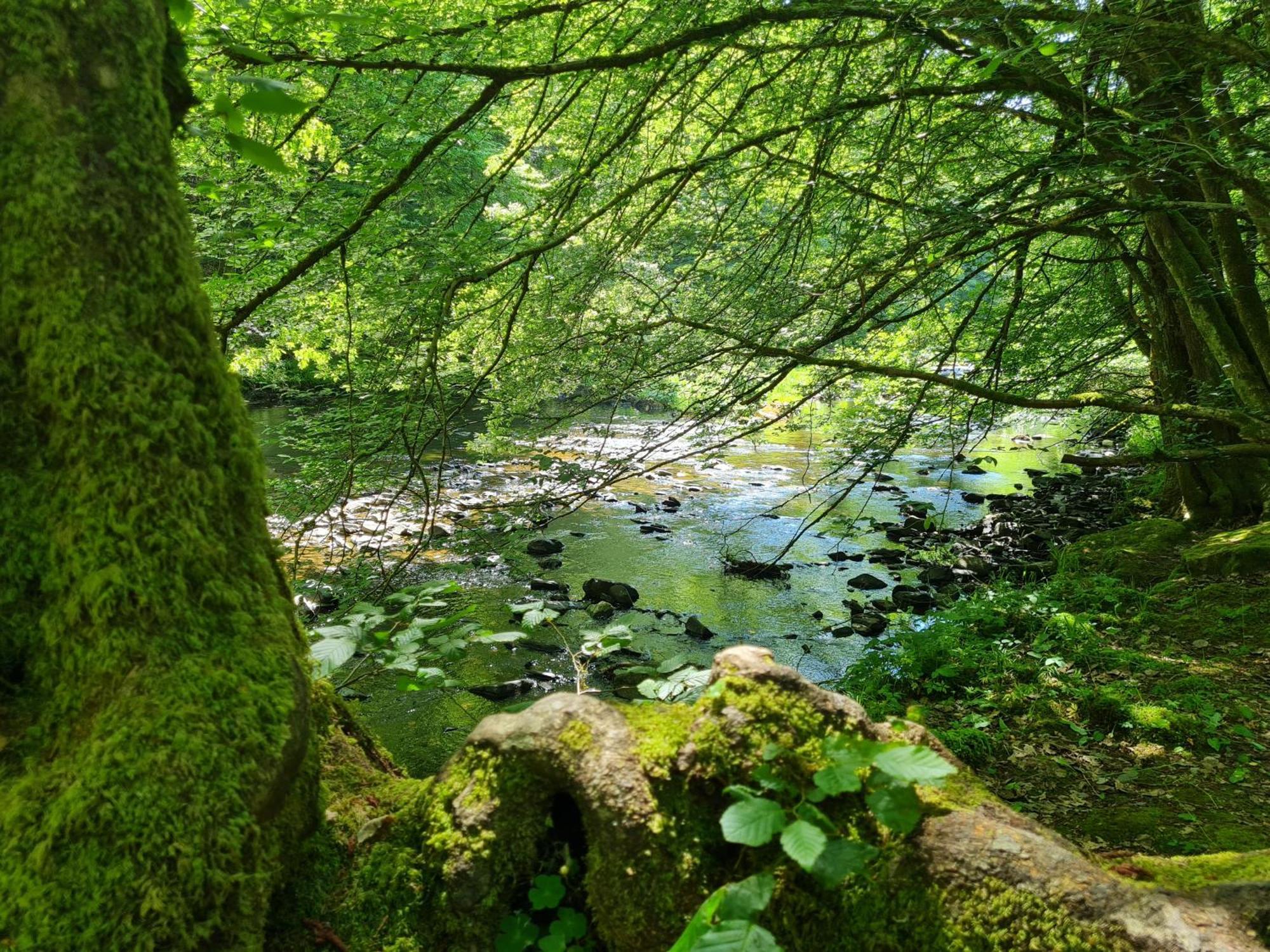 Ferienhaus Droefter Blick Monschau Zewnętrze zdjęcie